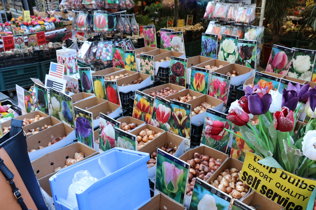 Go to the floating flower market to see the huge variety of tulips.                 